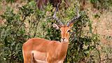 TANZANIA - Lake Manyara National Park - 24